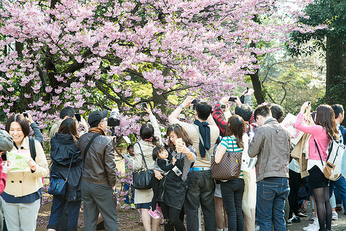 cherryblossom01